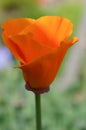 Bright orange California poppy flower, Eschscholzia californica Royalty Free Stock Photo